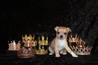 Thaddeus, a male Chihuahua for sale in Charleston, AR – 4 of 7
