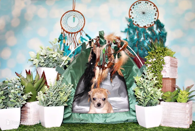 Thaddeus – Chihuahua puppy for sale in Charleston, AR