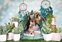 Thaddeus, a male Chihuahua for sale in Charleston, AR – 7 of 7