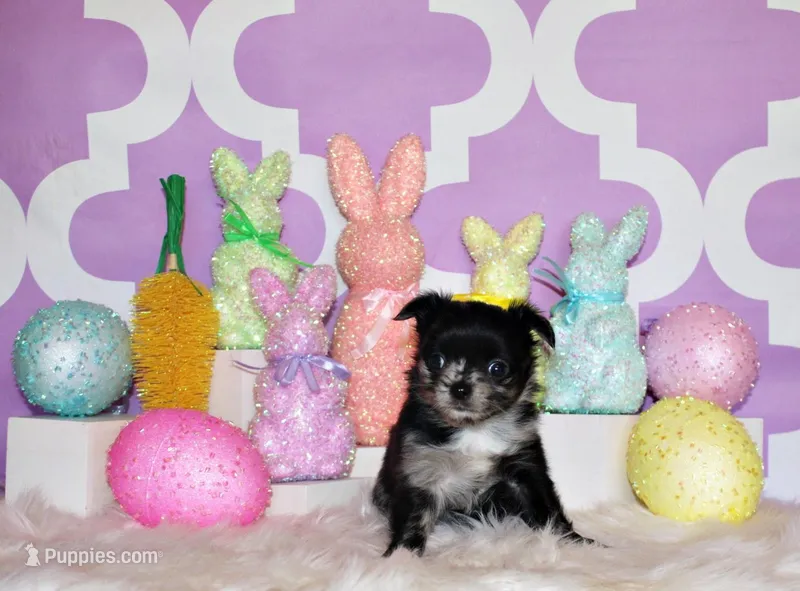 Nori – Chihuahua puppy for sale in Charleston, AR