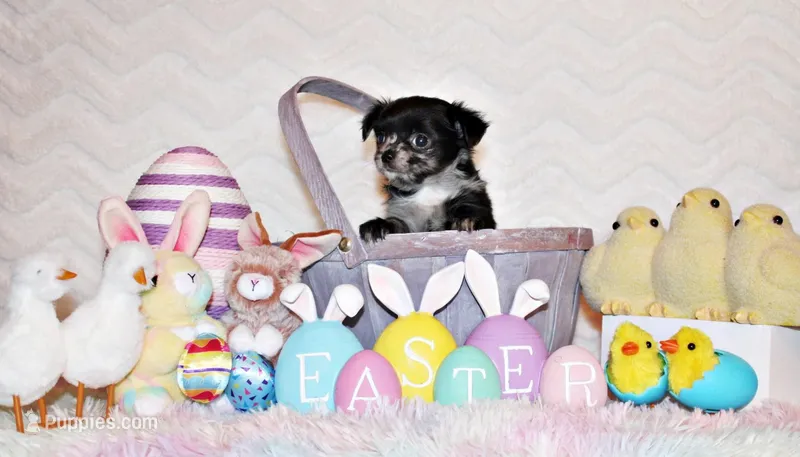 Nori – Chihuahua puppy for sale in Charleston, AR