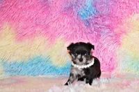Nori, a female Chihuahua for sale in Charleston, AR – Photo 2 of 3