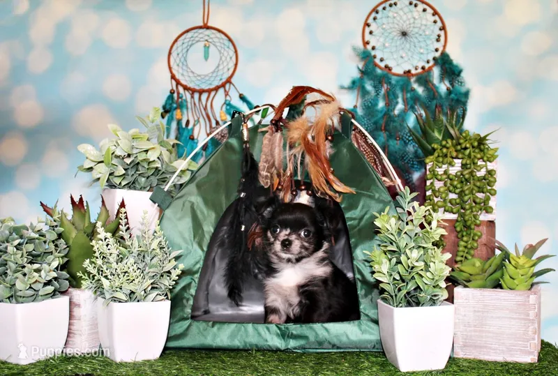 Nori – Chihuahua puppy for sale in Charleston, AR