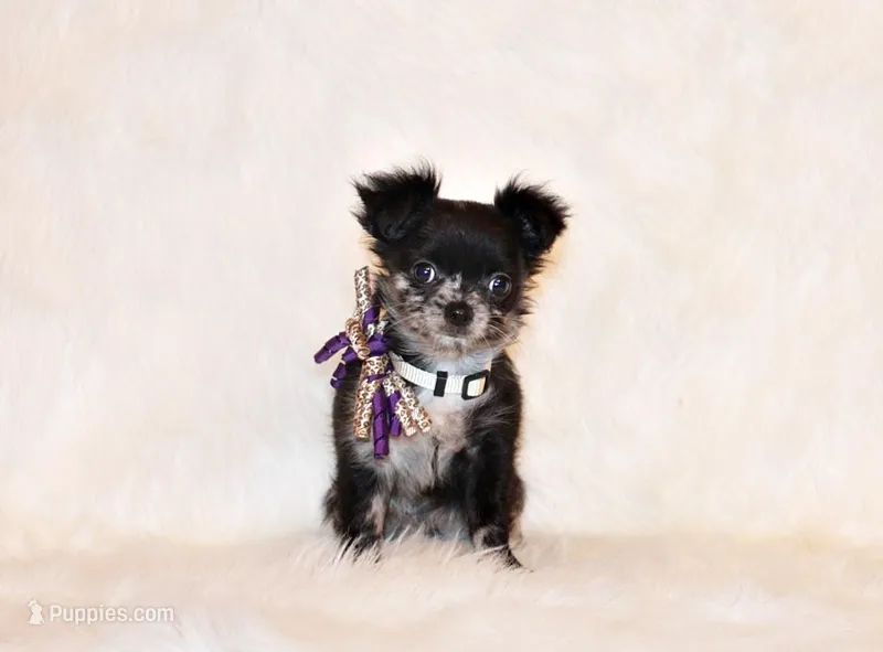 Nori – Chihuahua puppy for sale in Charleston, AR