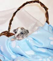 Preston, a male Chihuahua for sale in Charleston, AR – 2 of 2