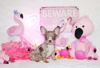 Newt, a male Chihuahua for sale in Charleston, AR – 4 of 5