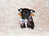 Kincaid, a male Chihuahua for sale in Charleston, AR – 3 of 4