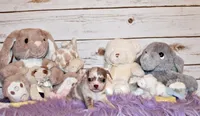 Dover, a male Chihuahua for sale in Charleston, AR – 4 of 4