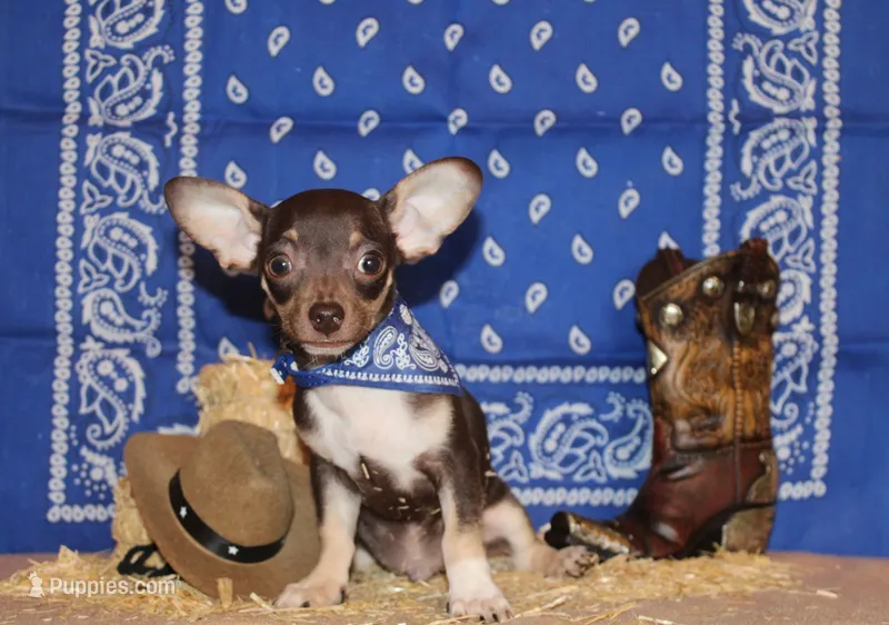 Remus – Chihuahua puppy for sale in Charleston, AR