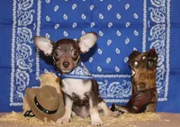 Remus, a male Chihuahua for sale in Charleston, AR – 2 of 10