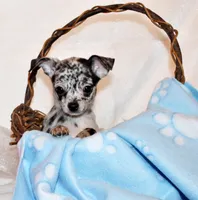Gandolf, a male Chihuahua for sale in Charleston, AR – 1 of 4