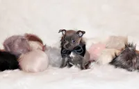 Denver, a male Chihuahua for sale in Charleston, AR – 3 of 4