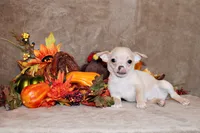 Keeran, a male Chihuahua for sale in Charleston, AR – Photo 1 of 6