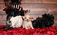 Keeran, a male Chihuahua for sale in Charleston, AR – Photo 4 of 6