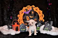 Keeran, a male Chihuahua for sale in Charleston, AR – Photo 5 of 6