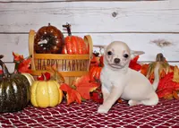 Keeran, a male Chihuahua for sale in Charleston, AR – Photo 3 of 6
