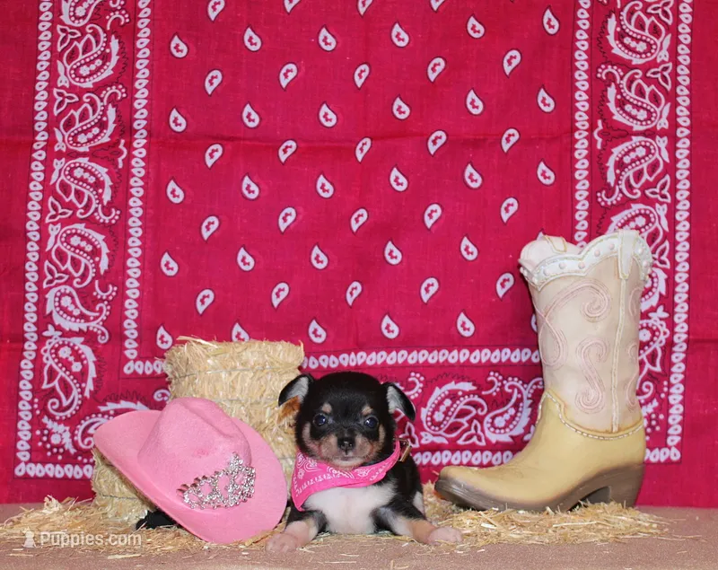 Zafira – Chihuahua puppy for sale in Charleston, AR
