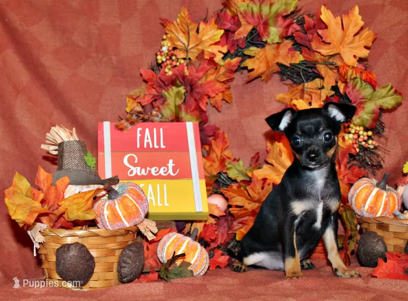 Nero – Chihuahua puppy for sale in Charleston, AR