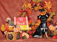 Nero, a male Chihuahua for sale in Charleston, AR – 1 of 6
