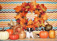 Sophie, a female Chihuahua for sale in Charleston, AR – Photo 2 of 2