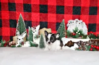 Sophie, a female Chihuahua for sale in Charleston, AR – Photo 1 of 2