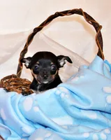 Marty, a male Chihuahua for sale in Charleston, AR – 3 of 5