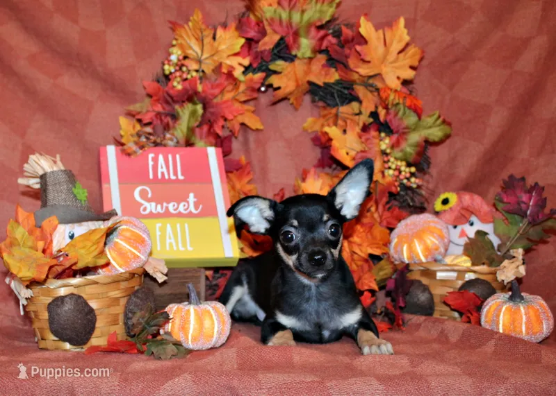 Egypt – Chihuahua puppy for sale in Charleston, AR