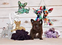 Ian, a male Chihuahua for sale in Charleston, AR – 5 of 5