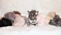 Zazu, a female Chihuahua for sale in Charleston, AR – 3 of 5