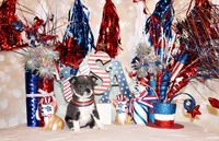Fergie, a female Chihuahua for sale in Charleston, AR – 2 of 3