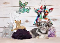 Elgin, a male Chihuahua for sale in Charleston, AR – 1 of 4