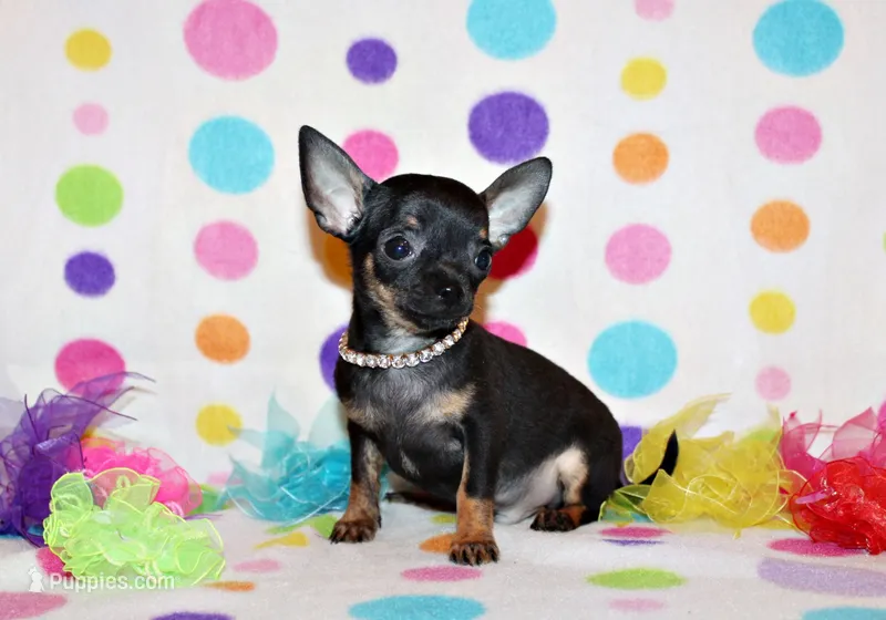 Lionel – Chihuahua puppy for sale in Charleston, AR