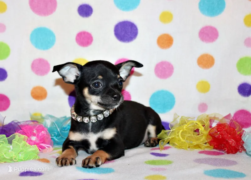 Marty – Chihuahua puppy for sale in Charleston, AR