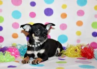 Marty, a male Chihuahua for sale in Charleston, AR – 1 of 5