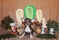 Remus, a male Chihuahua for sale in Charleston, AR – 3 of 10