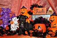 Amira, a female Chihuahua for sale in Charleston, AR – 3 of 4
