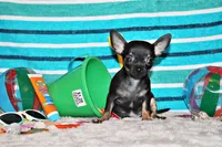 Lionel, a male Chihuahua for sale in Charleston, AR – 2 of 5