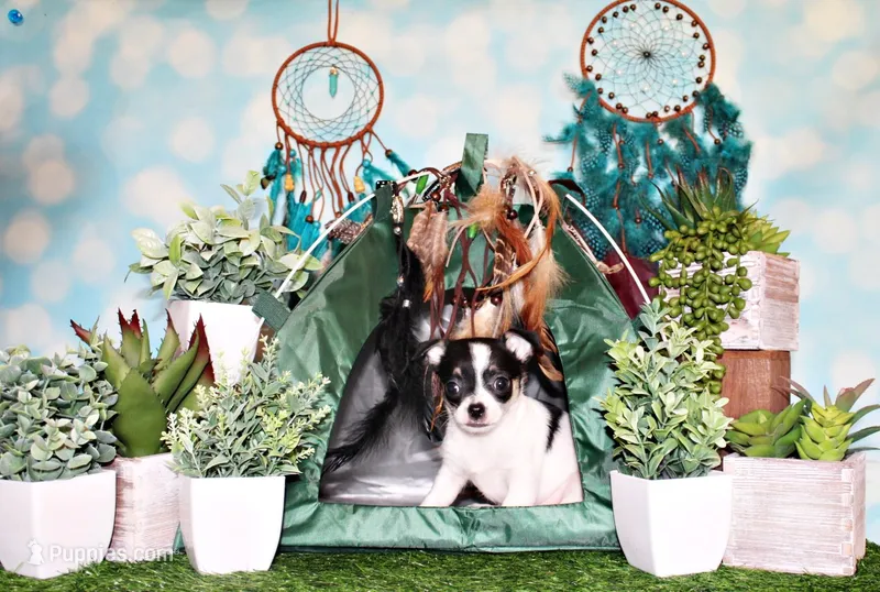 Reuben – Chihuahua puppy for sale in Charleston, AR