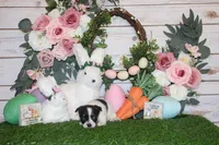 Reuben, a male Chihuahua for sale in Charleston, AR – Photo 2 of 2