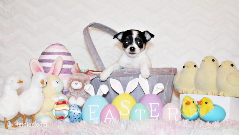 Reuben – Chihuahua puppy for sale in Charleston, AR