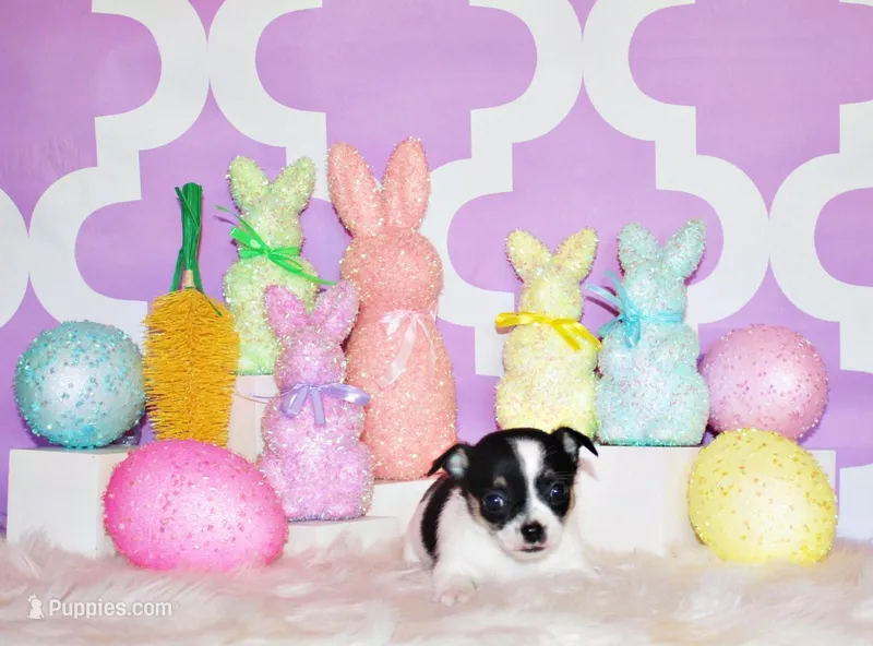 Reuben – Chihuahua puppy for sale in Charleston, AR