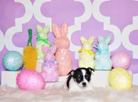 Reuben, a male Chihuahua for sale in Charleston, AR – Photo 1 of 2