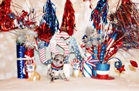 Gandolf, a male Chihuahua for sale in Charleston, AR – 2 of 2