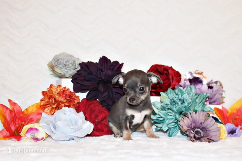 Wendall – Chihuahua puppy for sale in Charleston, AR