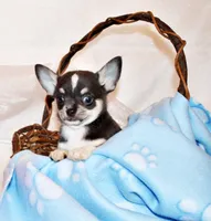 Oscar, a male Chihuahua for sale in Charleston, AR – 3 of 5