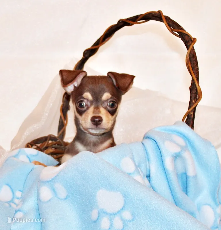Gossett – Chihuahua puppy for sale in Charleston, AR