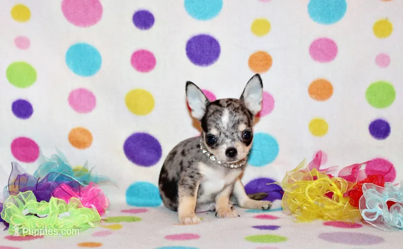 Odin – Chihuahua puppy for sale in Charleston, AR