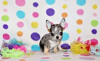 Odin, a male Chihuahua for sale in Charleston, AR – 1 of 5
