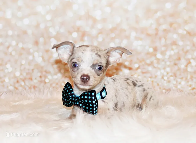 Blakely – Chihuahua puppy for sale in Charleston, AR