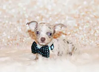 Blakely, a male Chihuahua for sale in Charleston, AR – 2 of 6